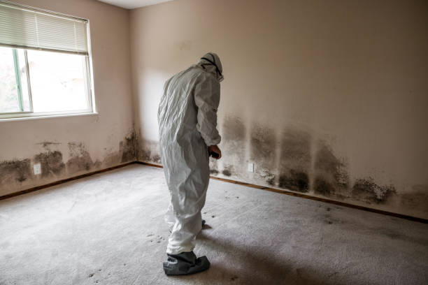 Best Commercial Mold Remediation in Mayfield, KY
